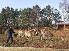 Jacqueline Knoll mit den Wildpferden