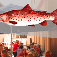 Hoffest Rote Forelle